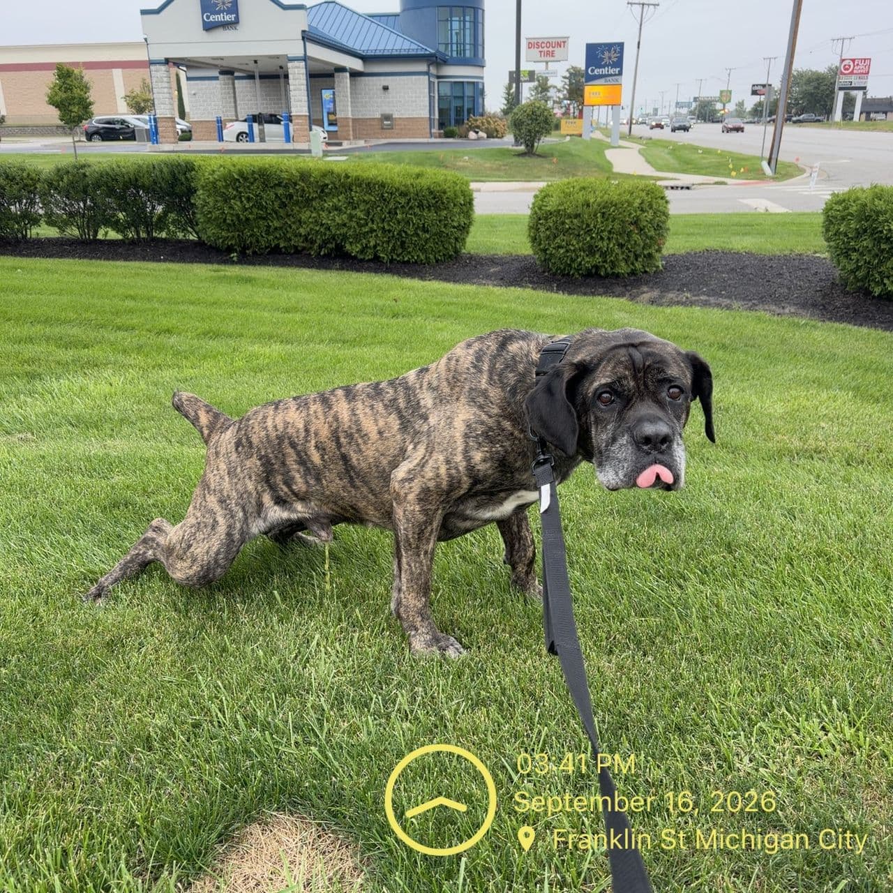 Pet travel photo 1