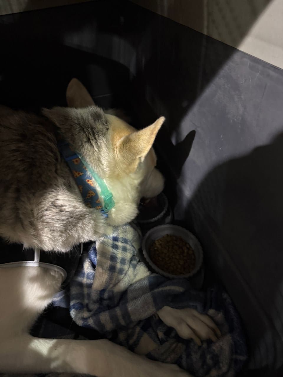 Pet travel photo 5