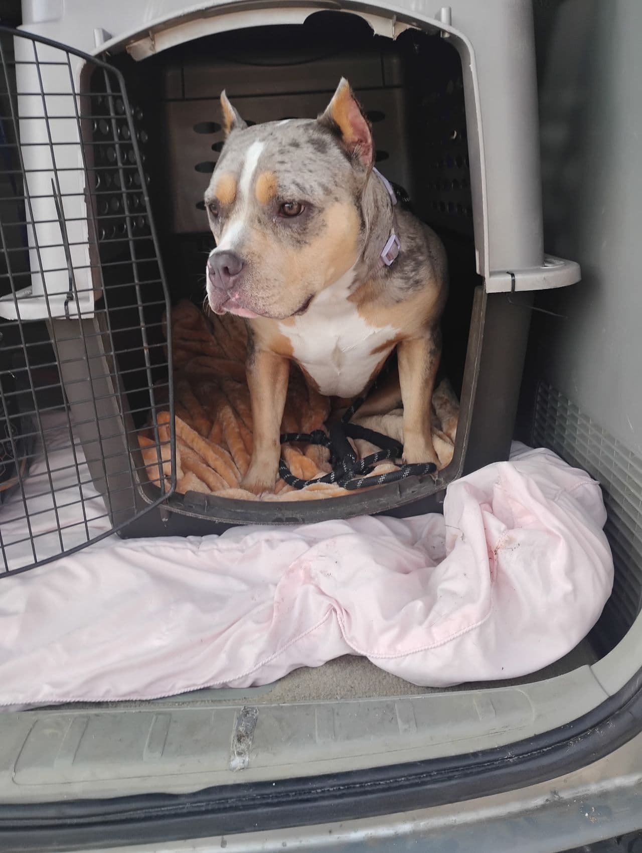 Pet travel photo 2