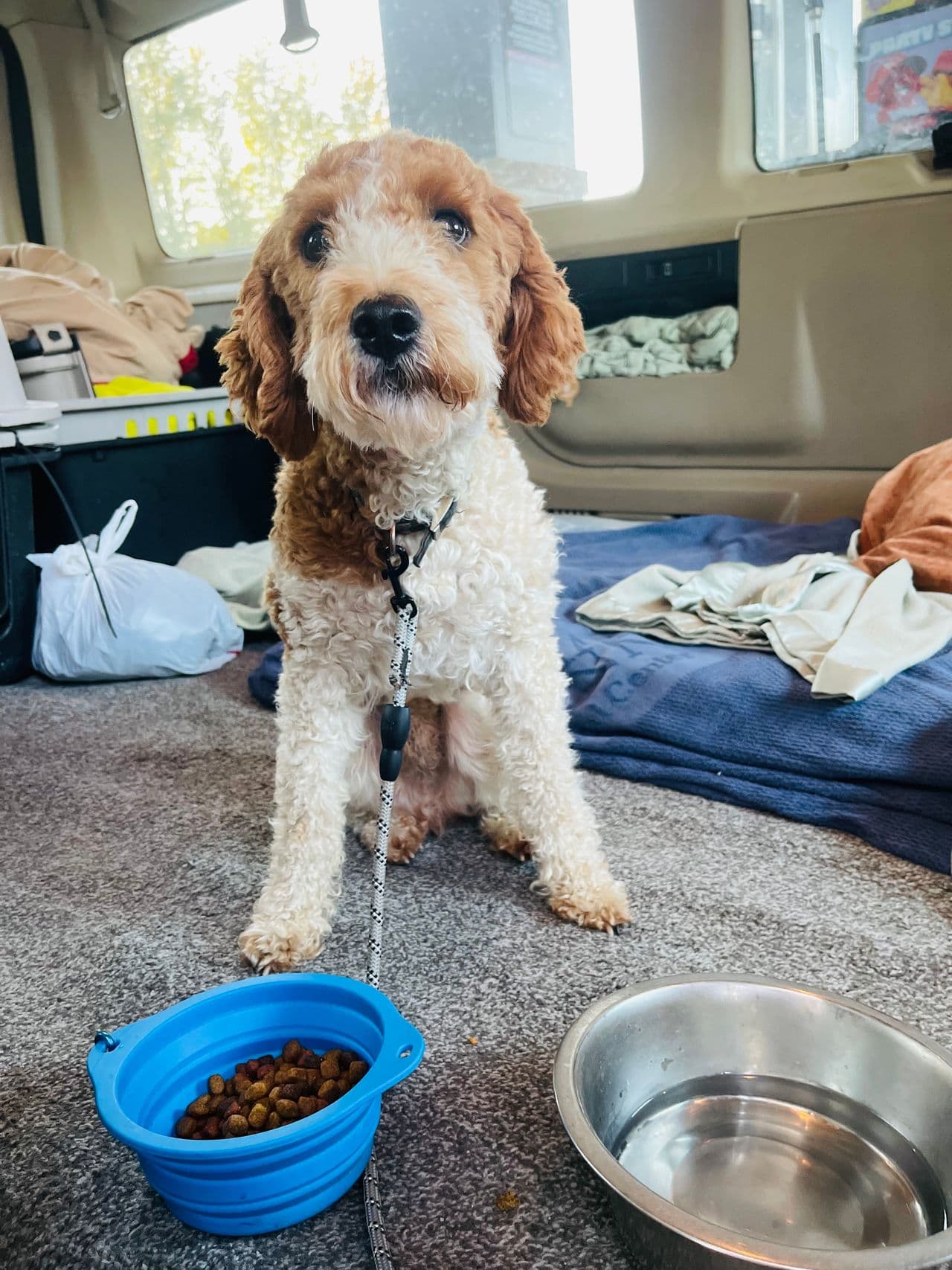 Pet travel photo 5