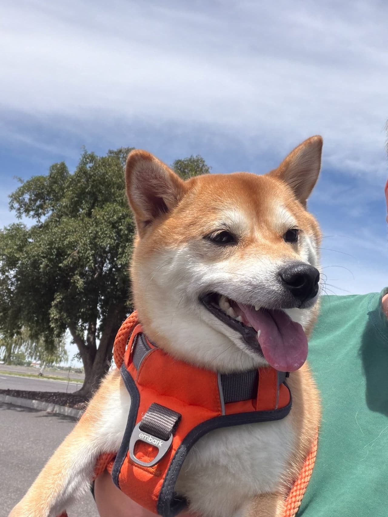 Pet travel photo 1