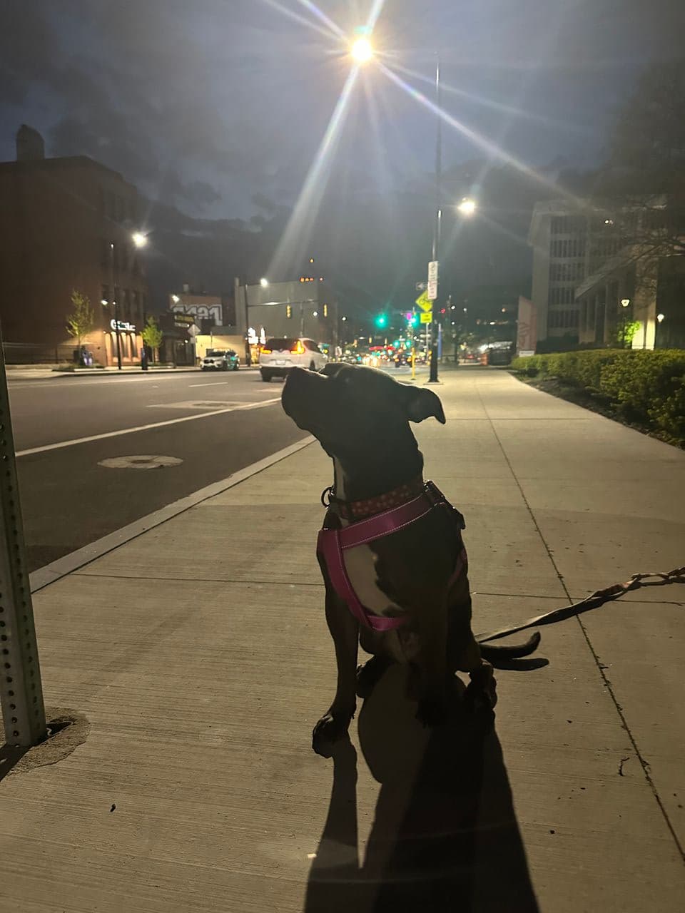 Pet travel photo 4