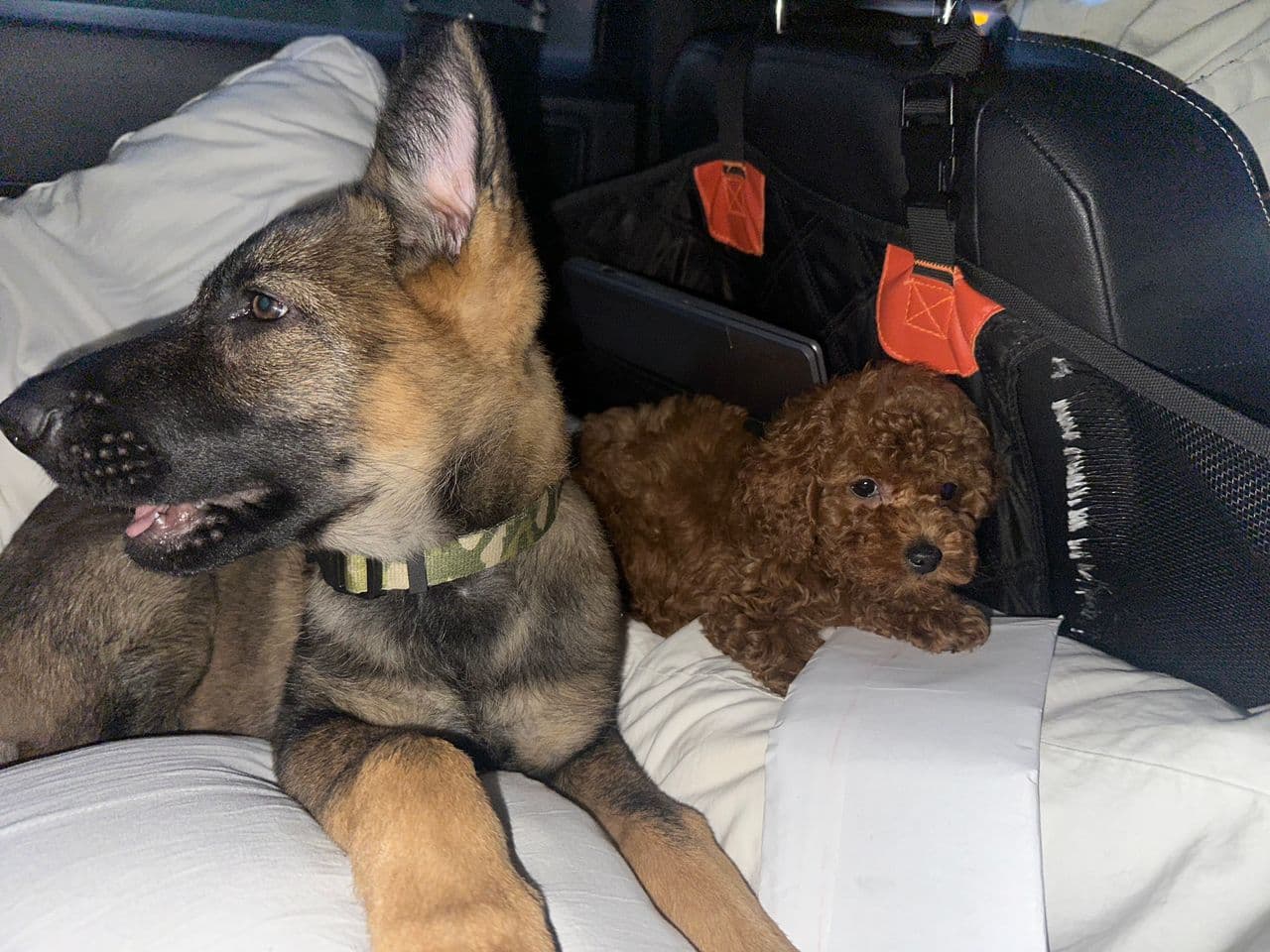 Pet travel photo 6