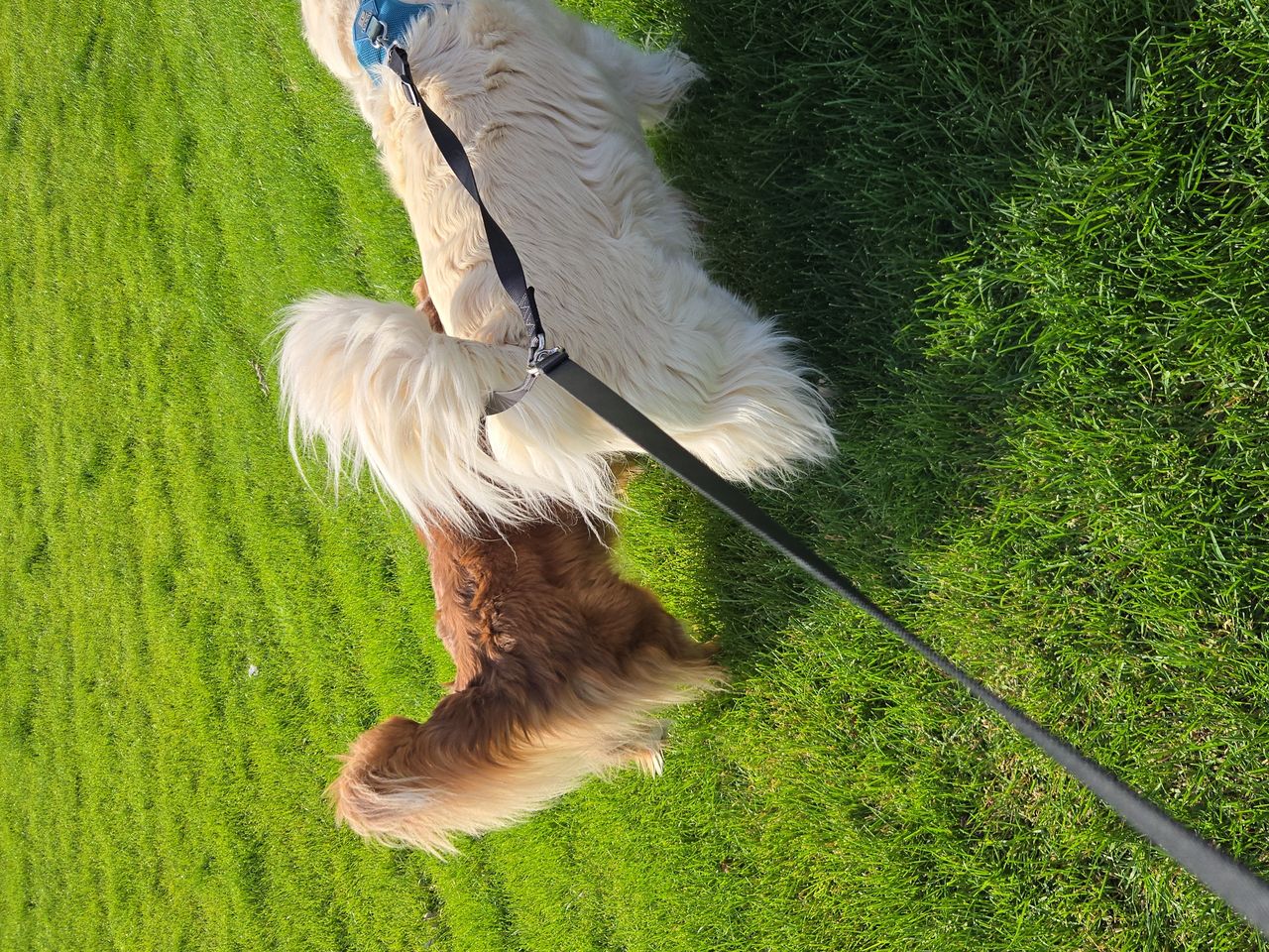 Pet travel photo 1