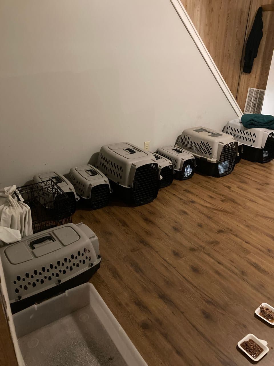 Pet travel photo 3