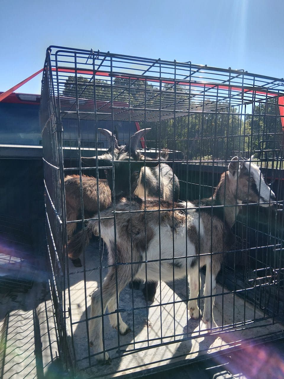 Pet travel photo 1