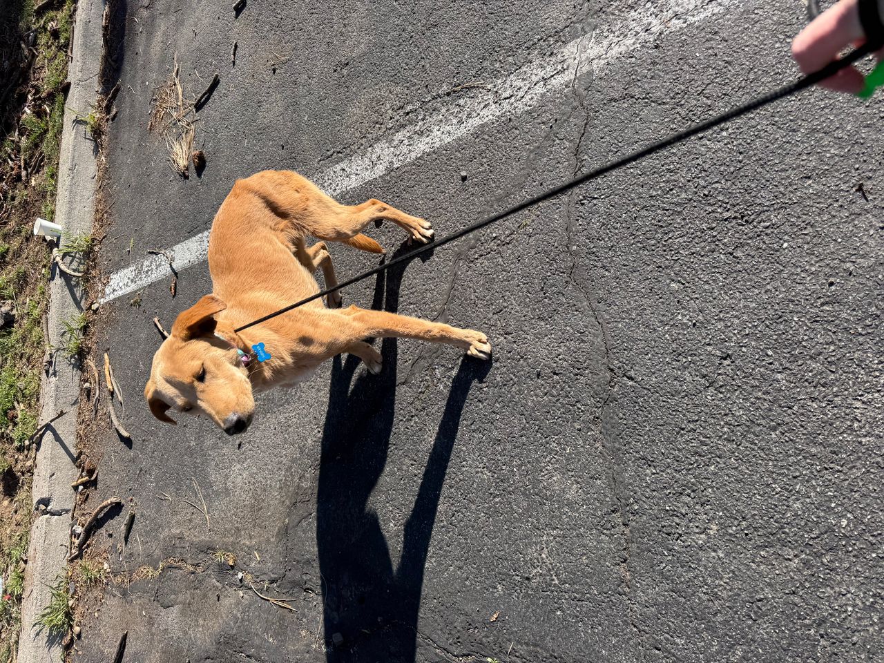 Pet travel photo 1