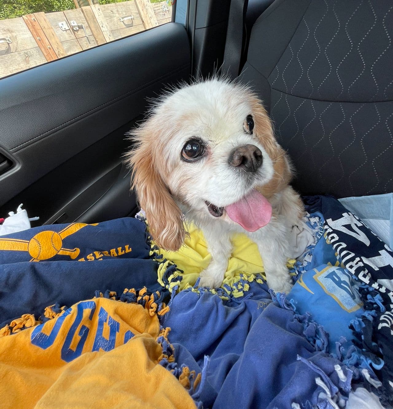 Pet travel photo 3
