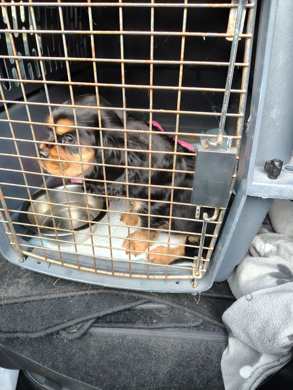 Pet travel photo 5
