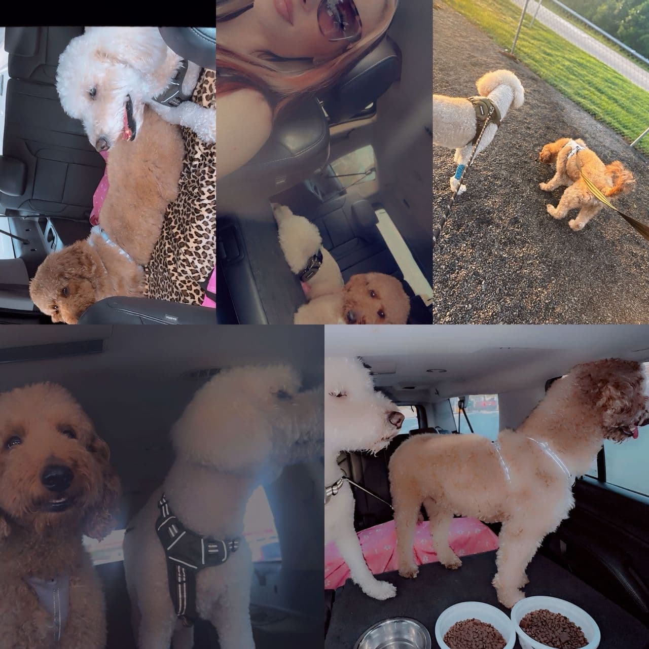 Pet travel photo 1