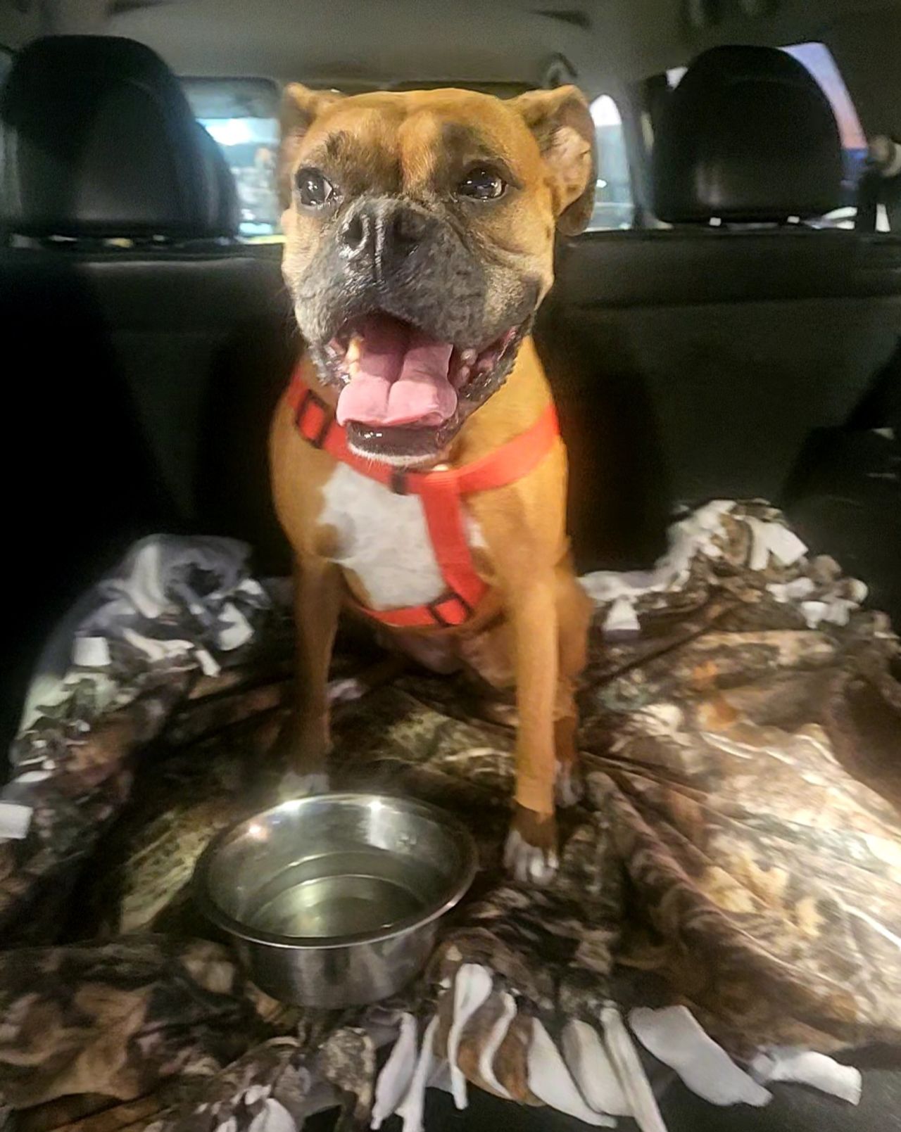 Pet travel photo 1