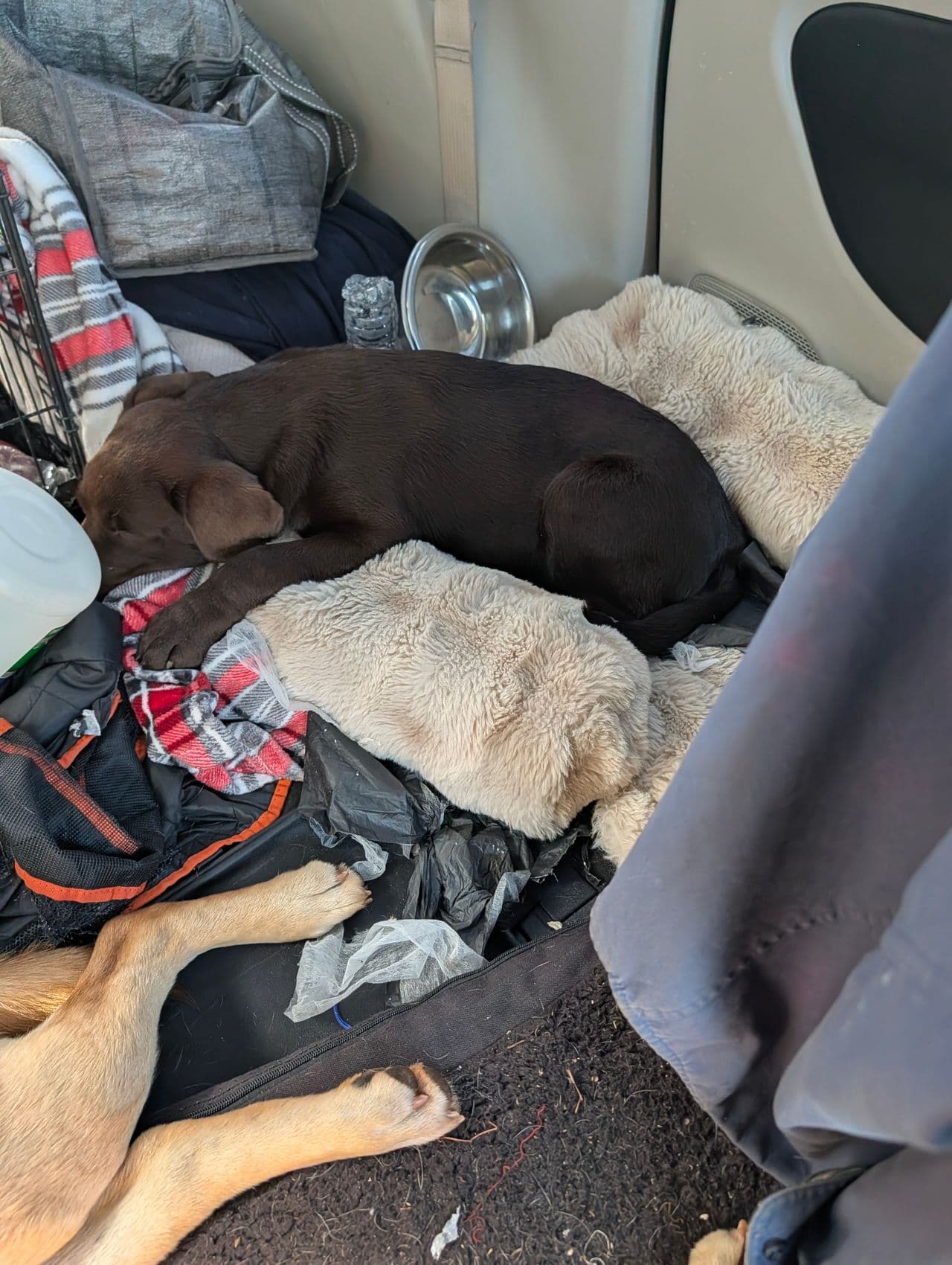 Pet travel photo 1