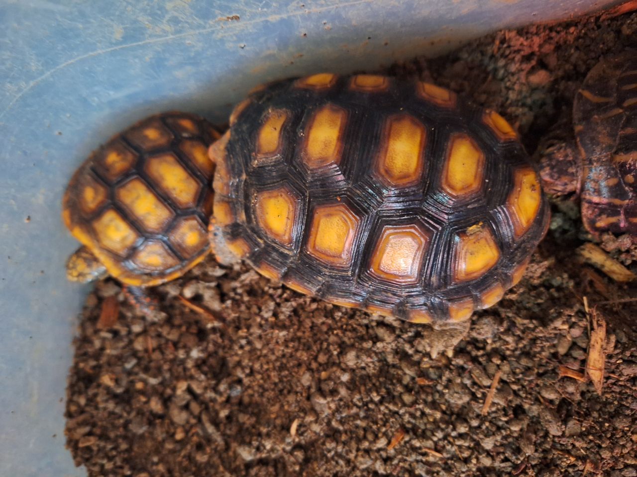 Pet travel photo 1