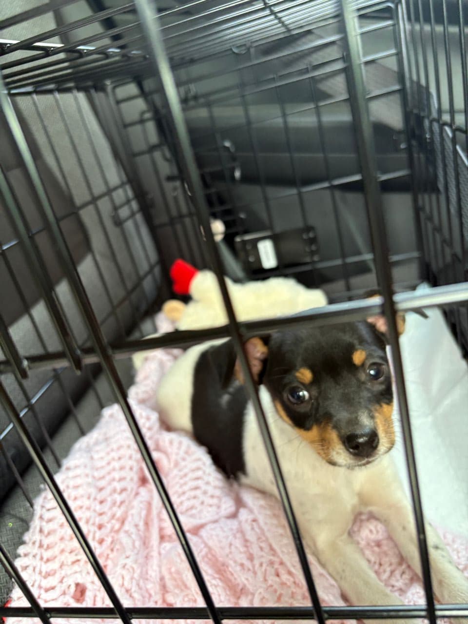 Pet travel photo 3