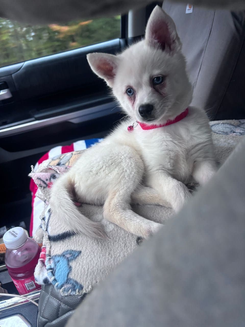 Pet travel photo 3
