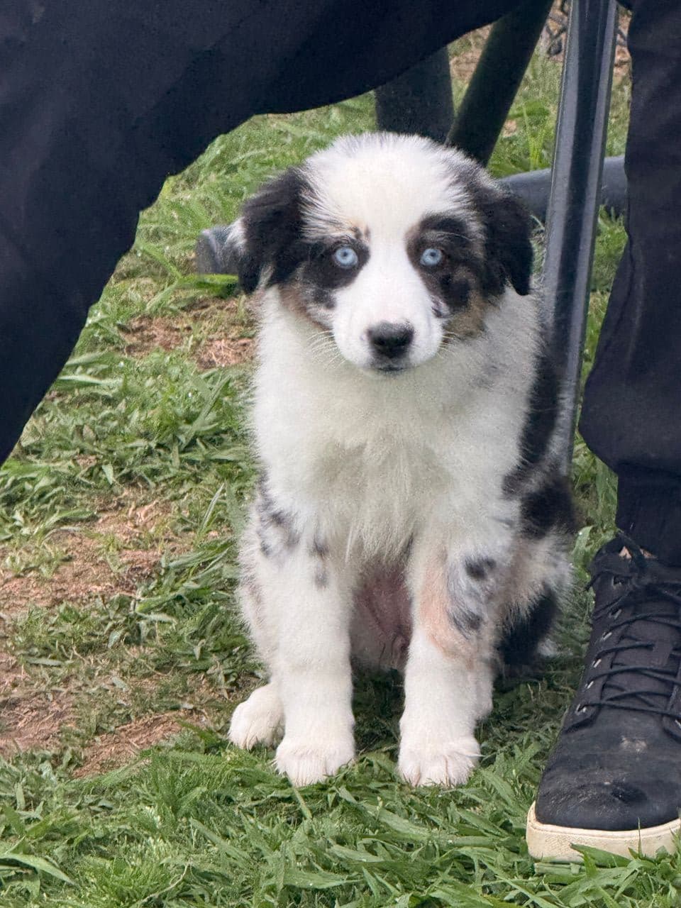 Pet travel photo 6