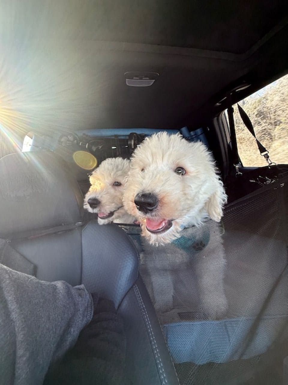 Pet travel photo 5