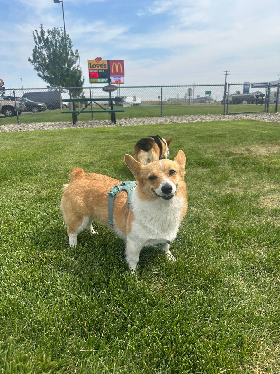 Pet travel photo 6