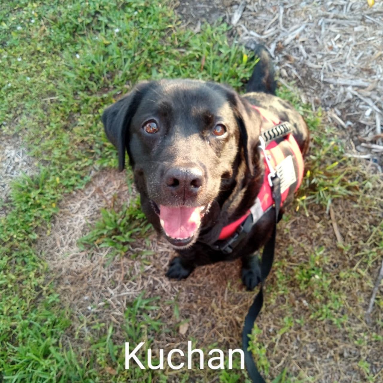 Pet travel photo 2