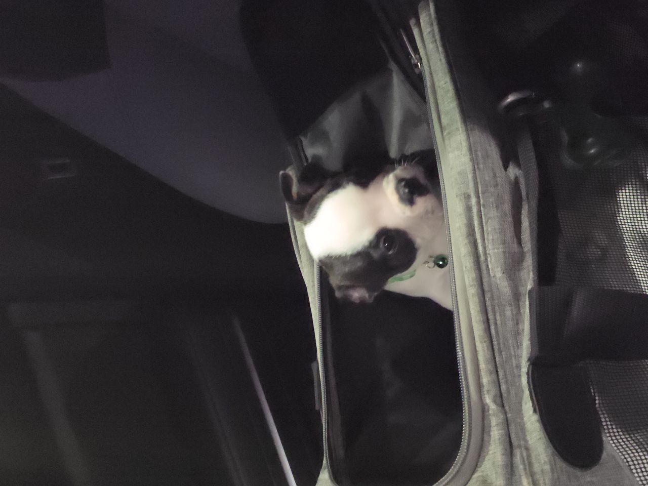 Pet travel photo 1