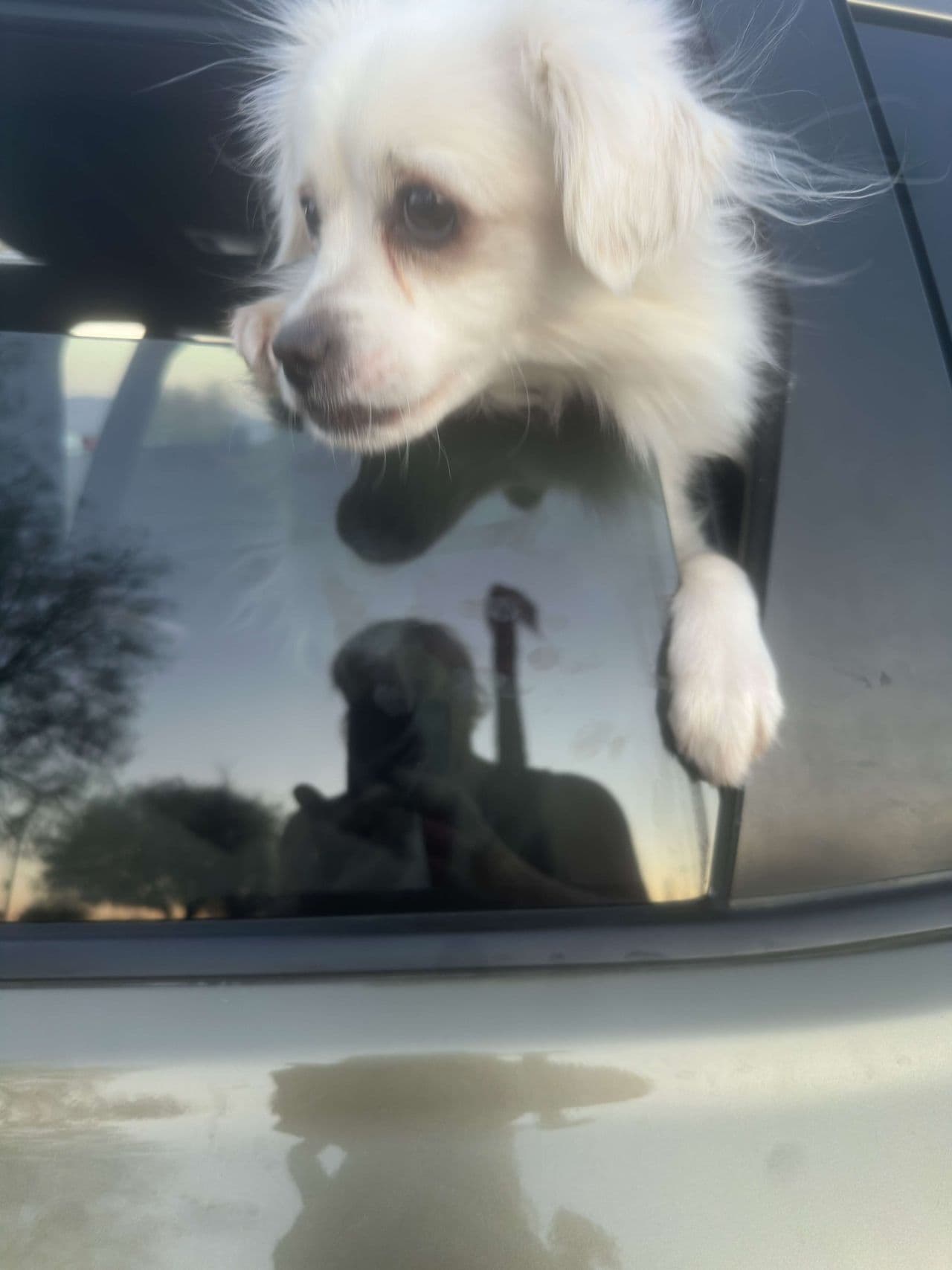 Pet travel photo 2