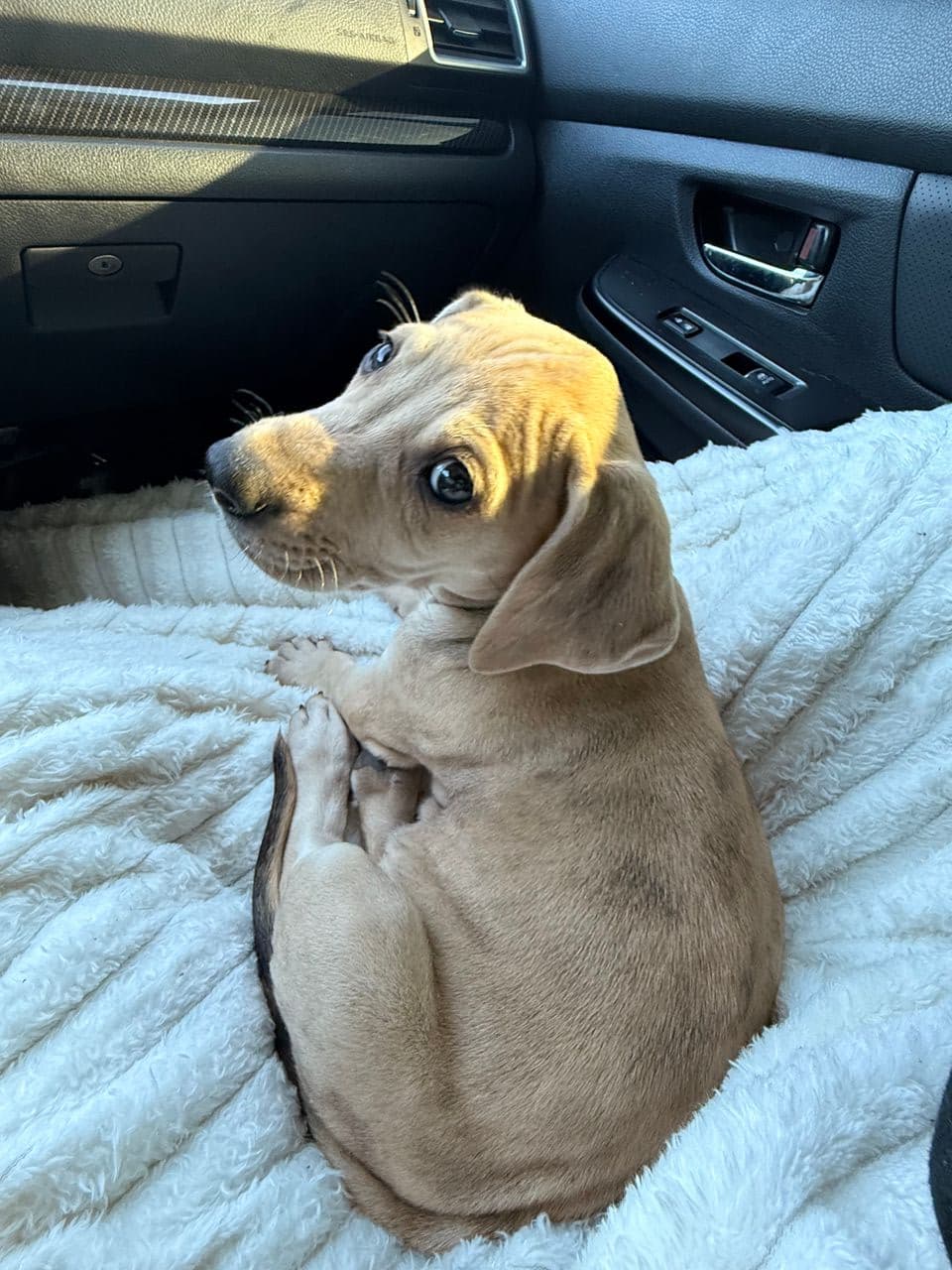 Pet travel photo 5