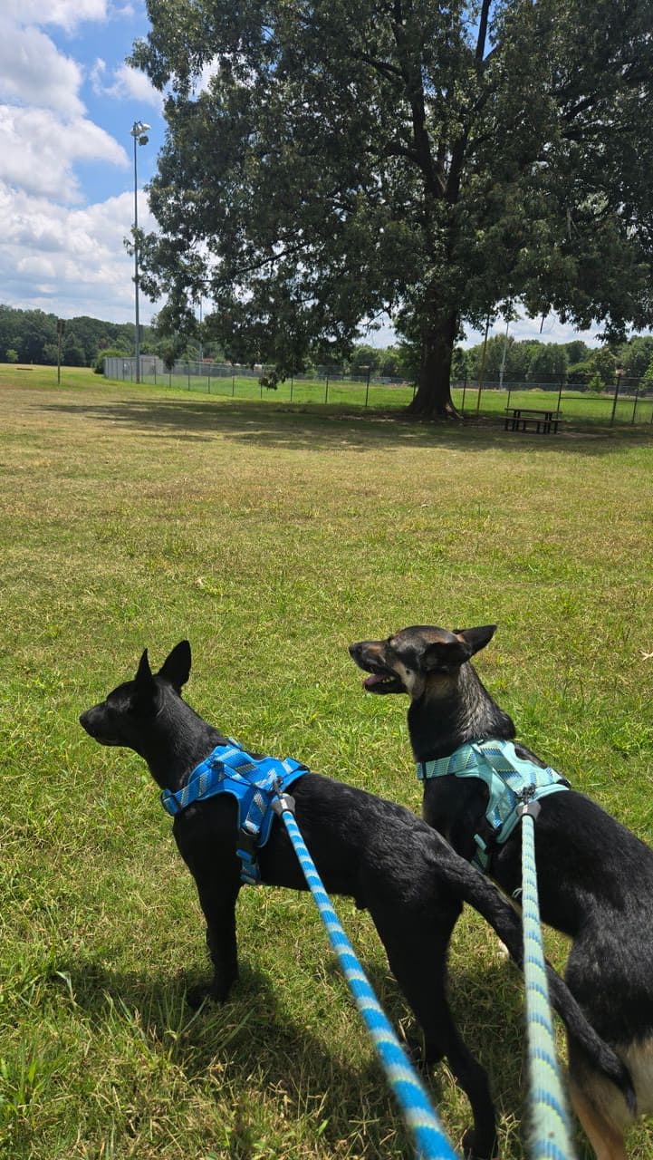 Pet travel photo 4