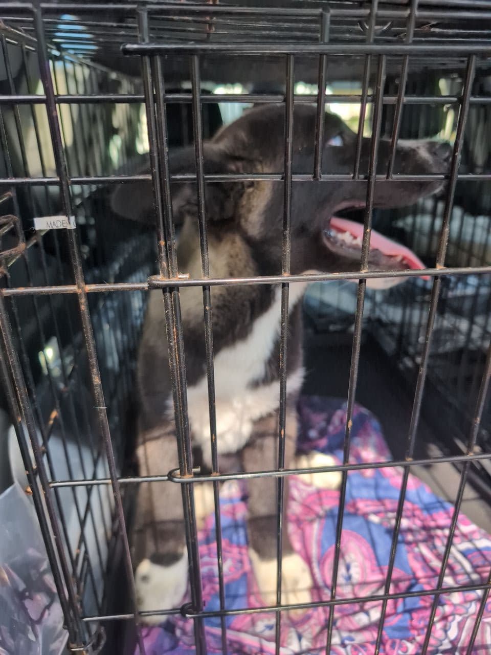 Pet travel photo 1
