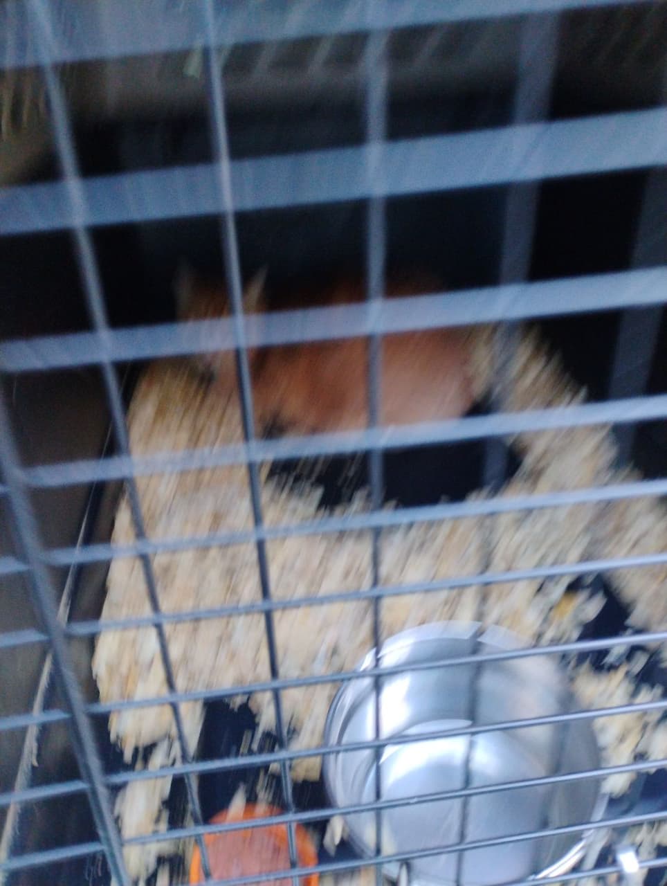 Pet travel photo 4