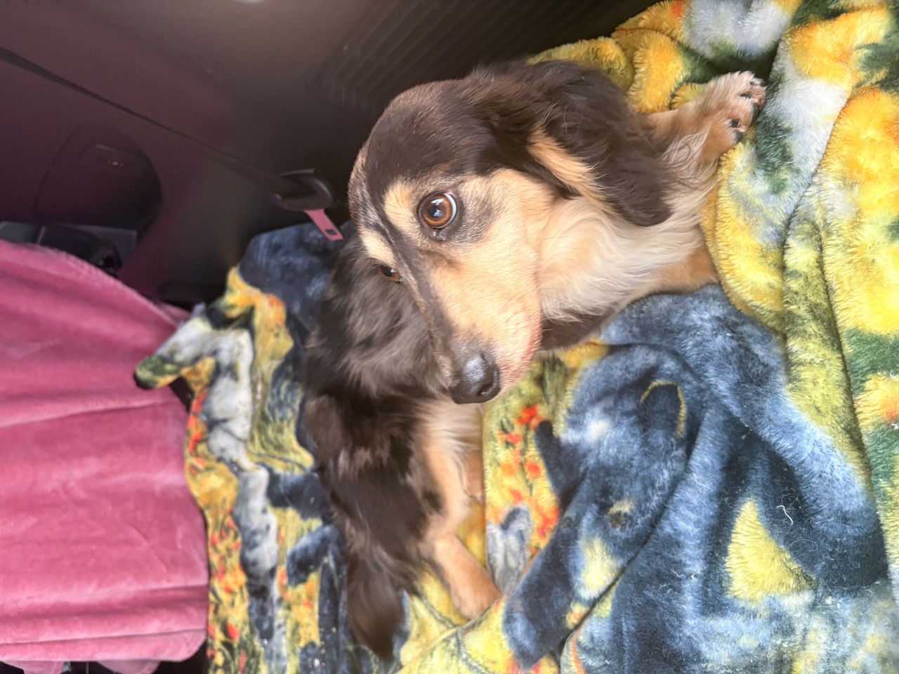 Pet travel photo 5