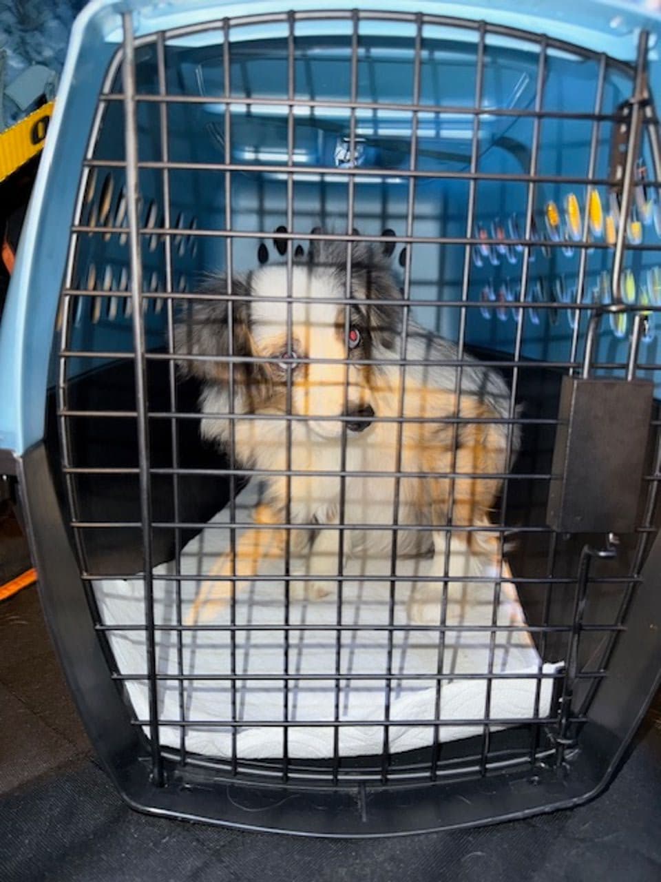 Pet travel photo 3