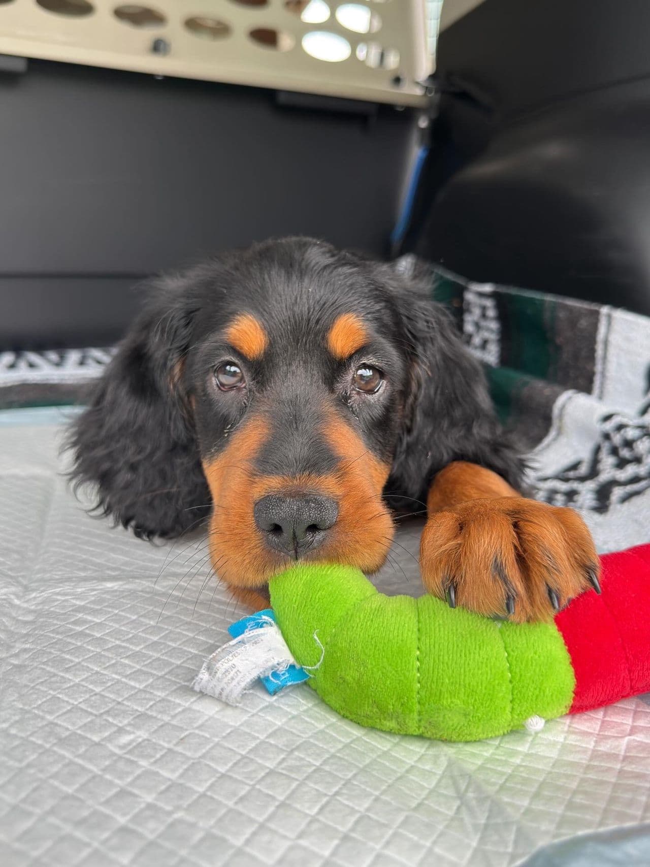 Pet travel photo 2