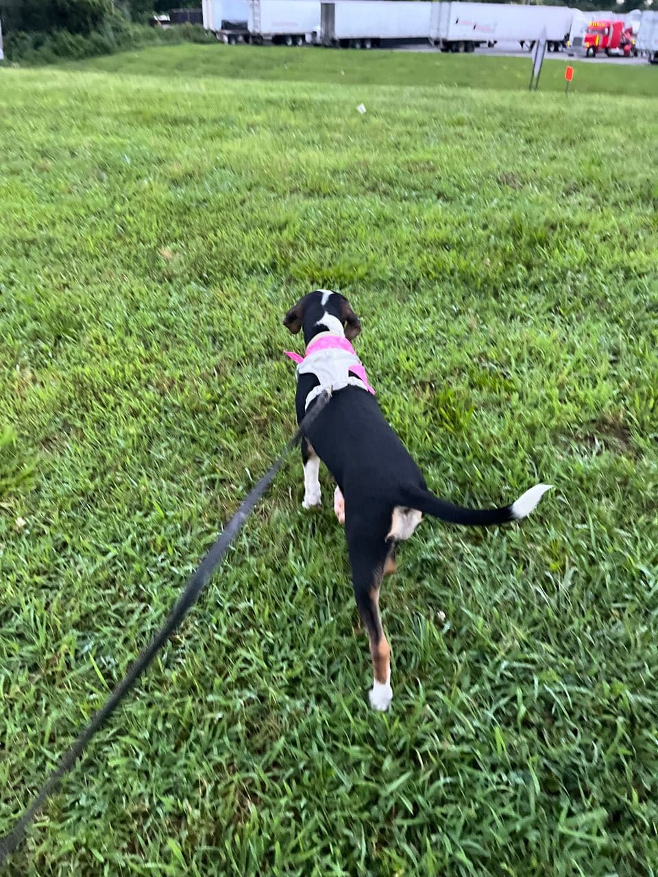 Pet travel photo 3