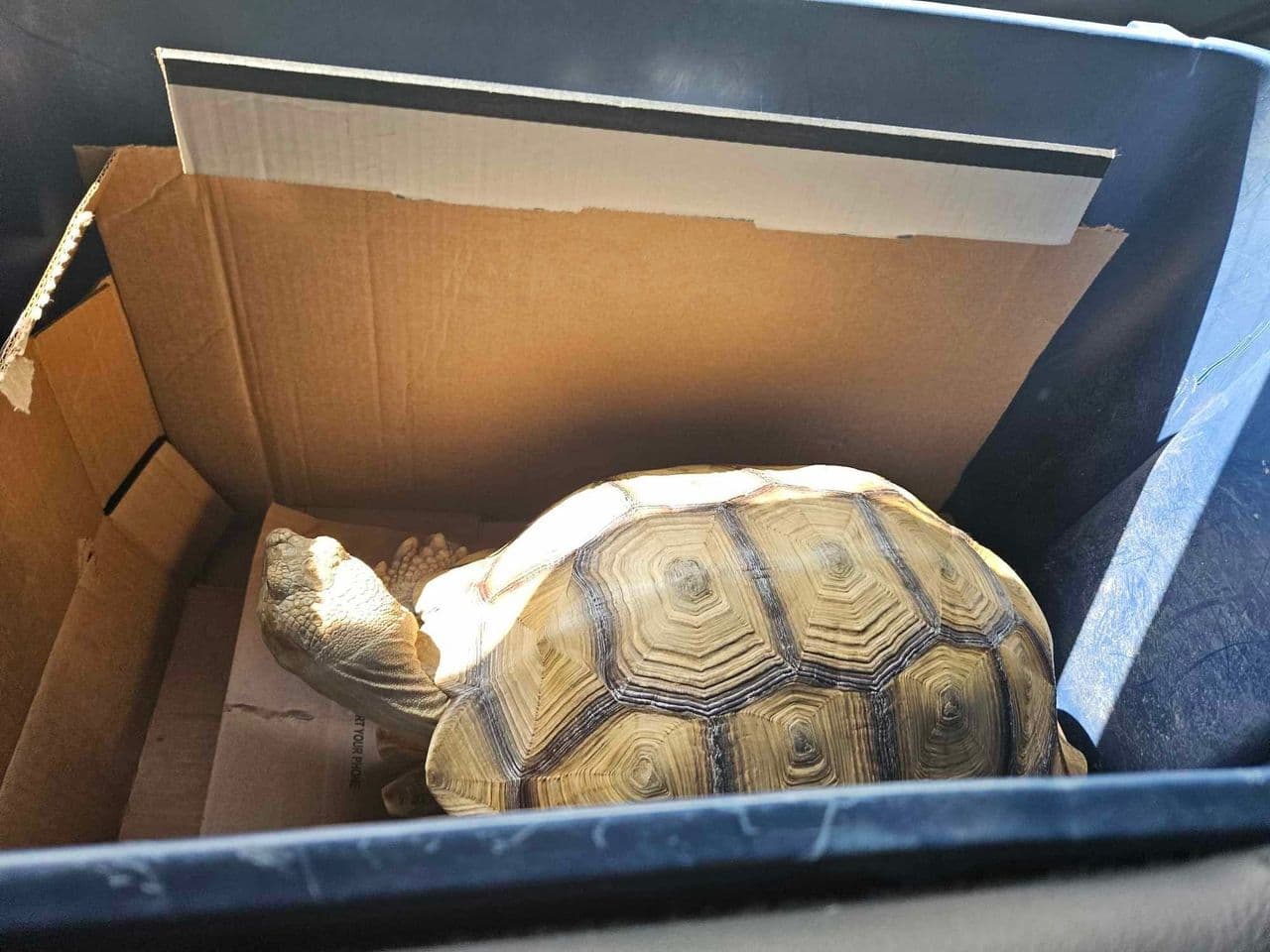 Pet travel photo 4