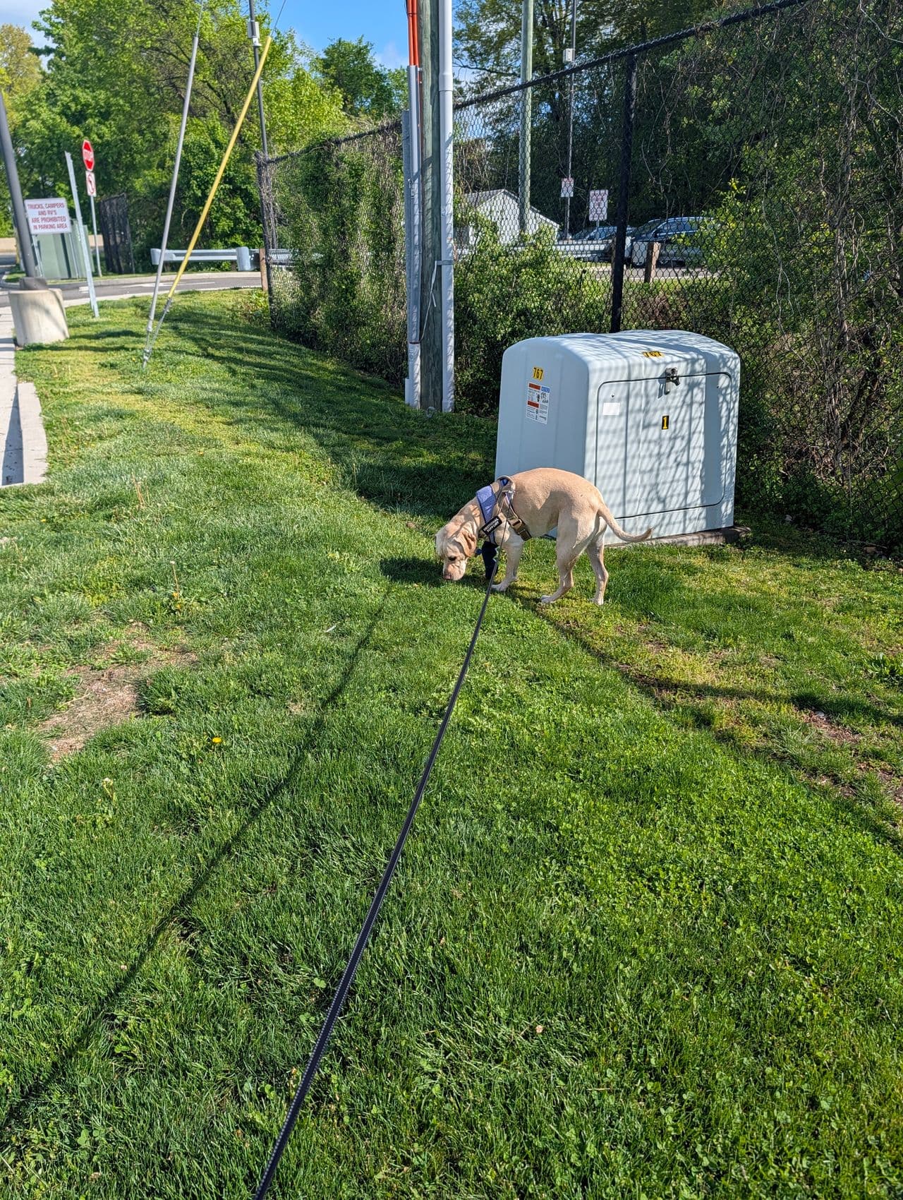 Pet travel photo 6