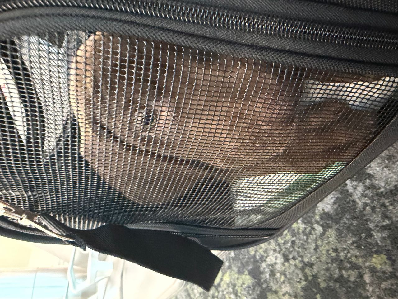 Pet travel photo 3