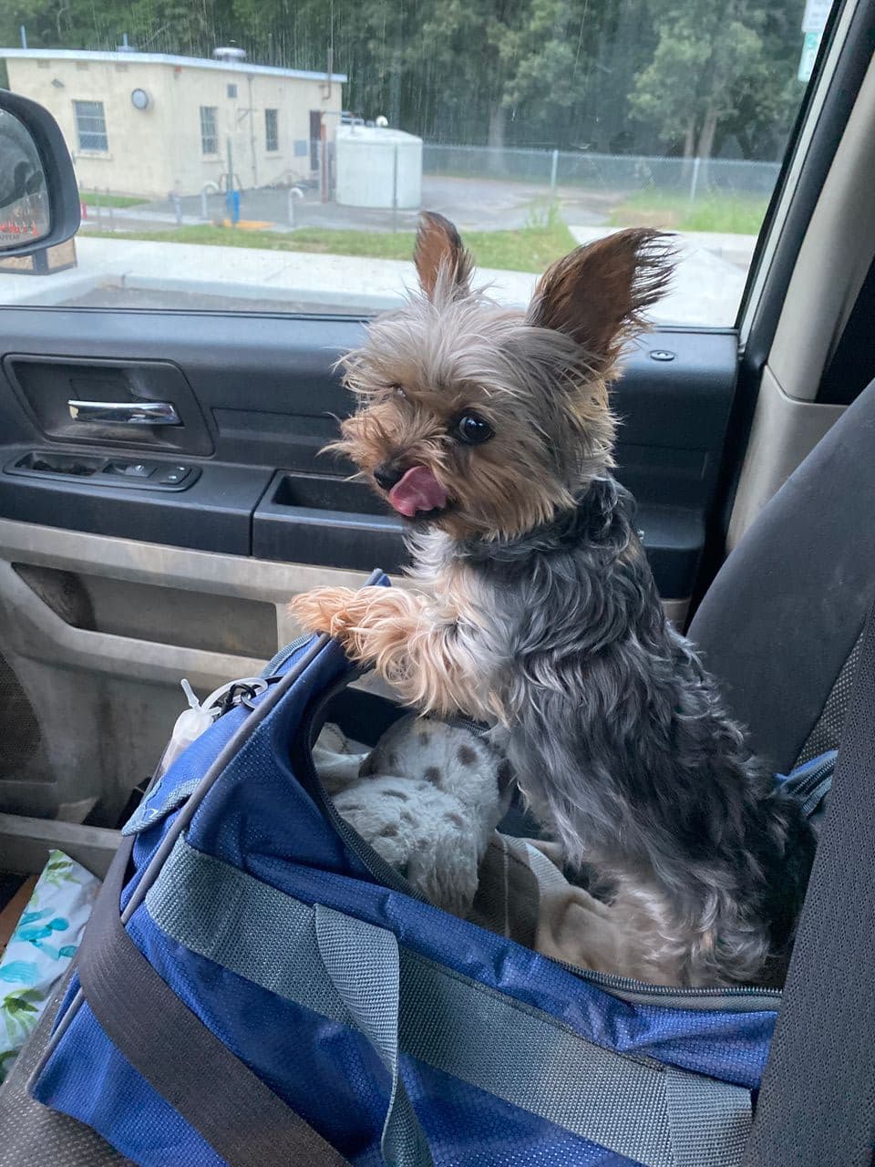 Pet travel photo 5