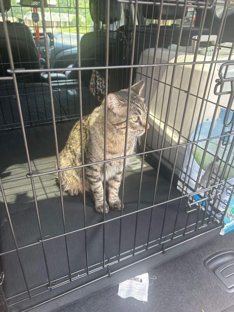 Pet travel photo 2