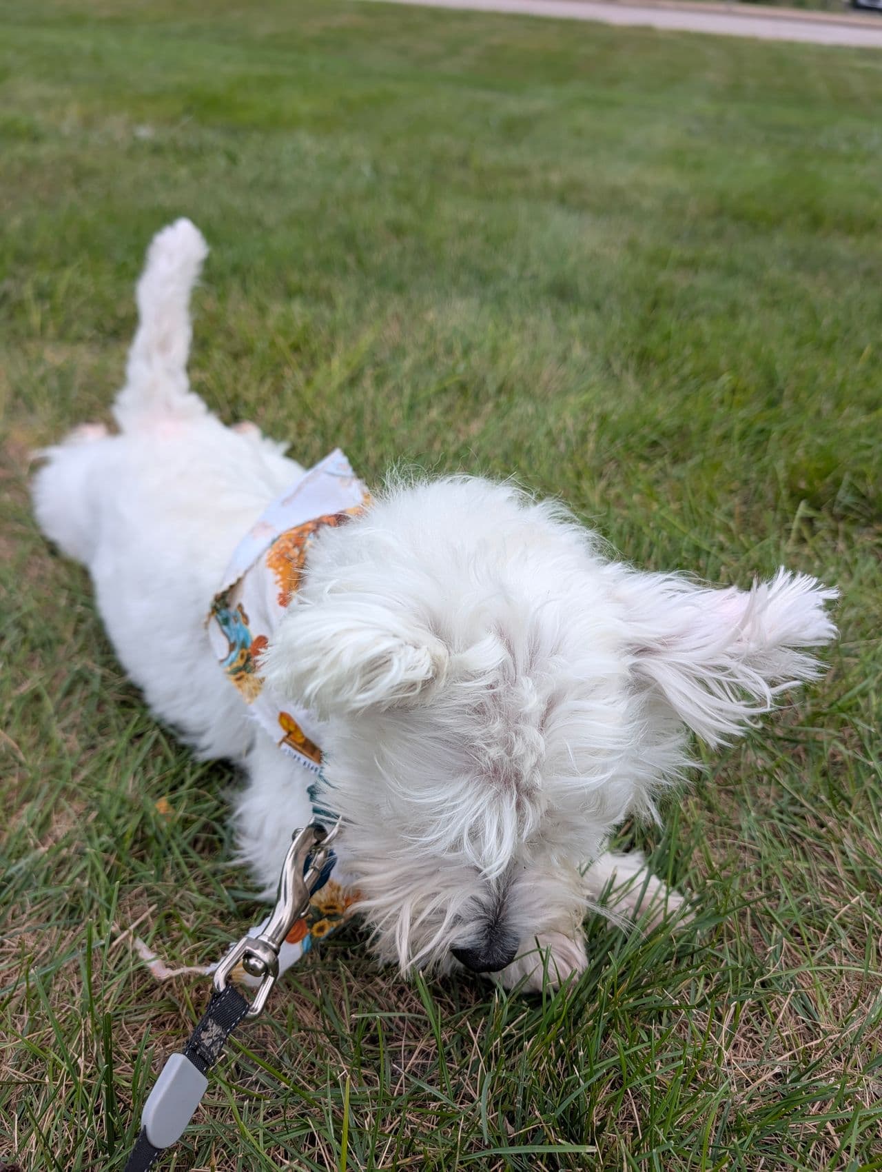 Pet travel photo 1