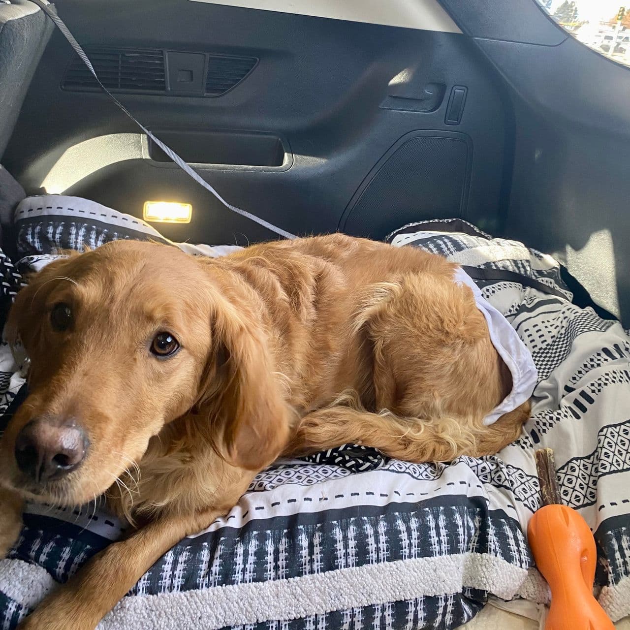 Pet travel photo 2