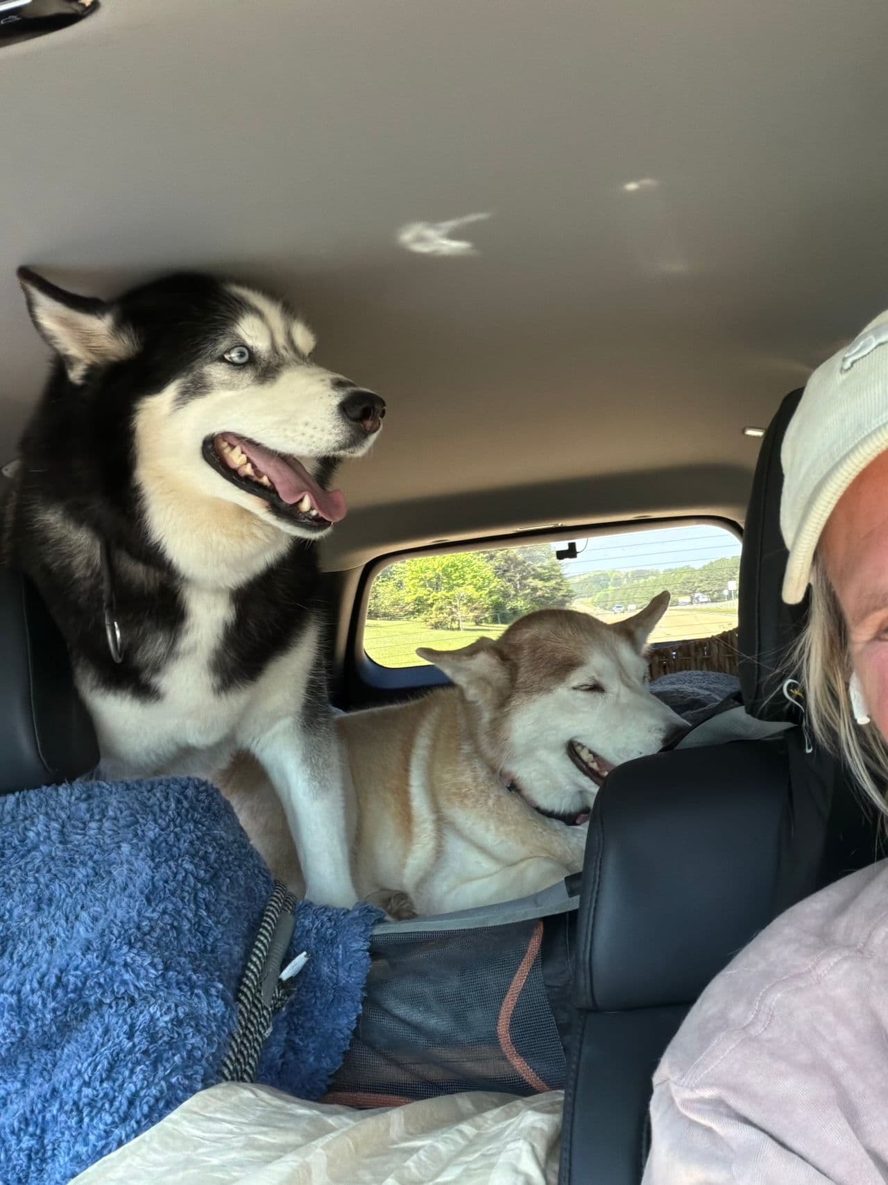 Pet travel photo 6