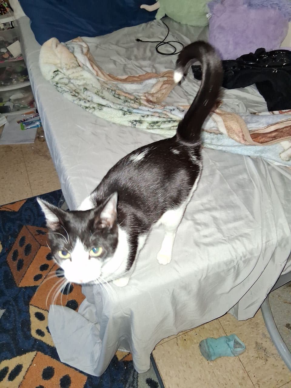 Pet travel photo 2