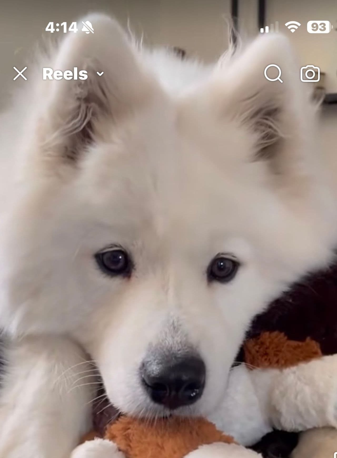 Mission PAWssible