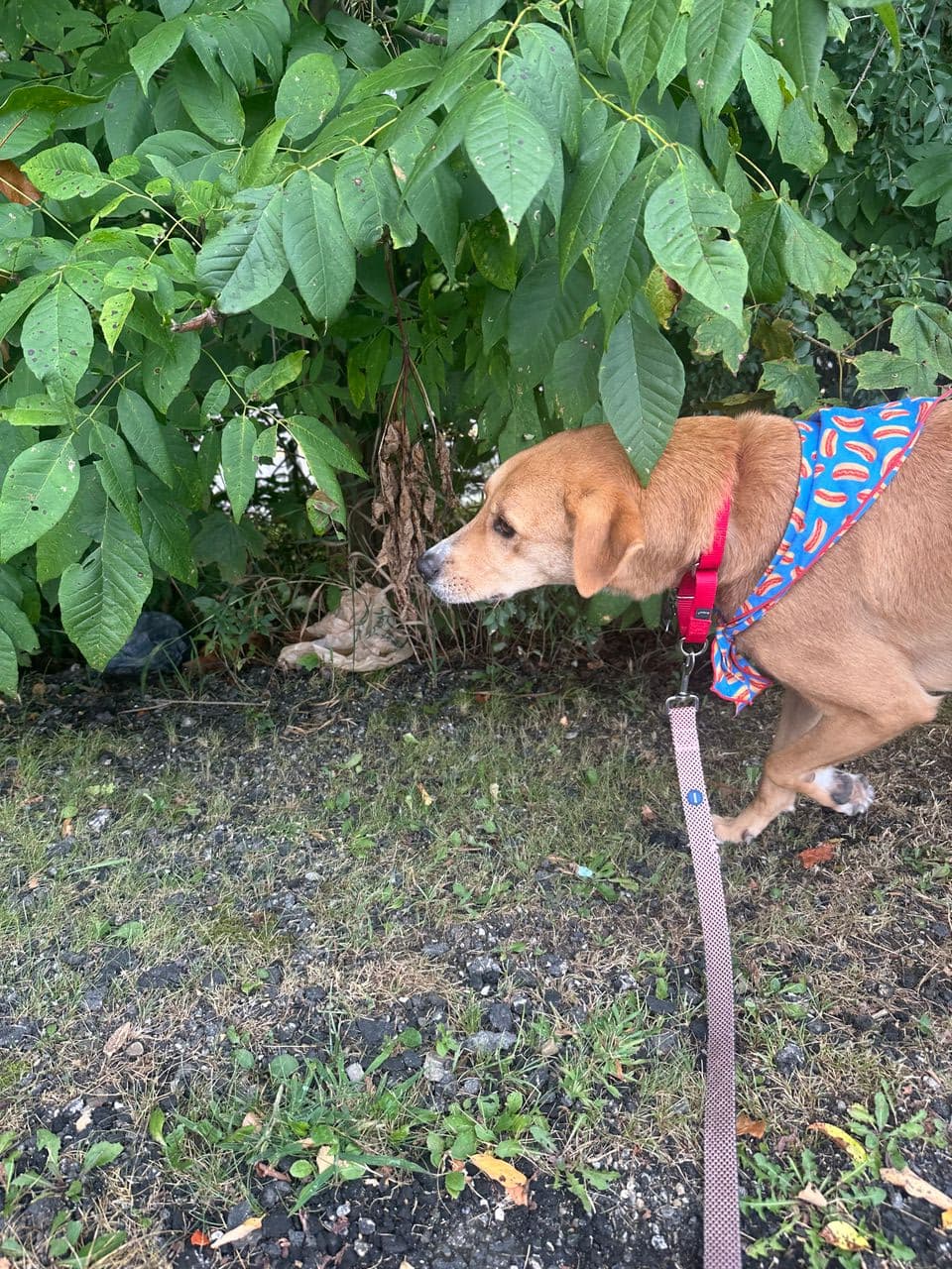 Pet travel photo 3