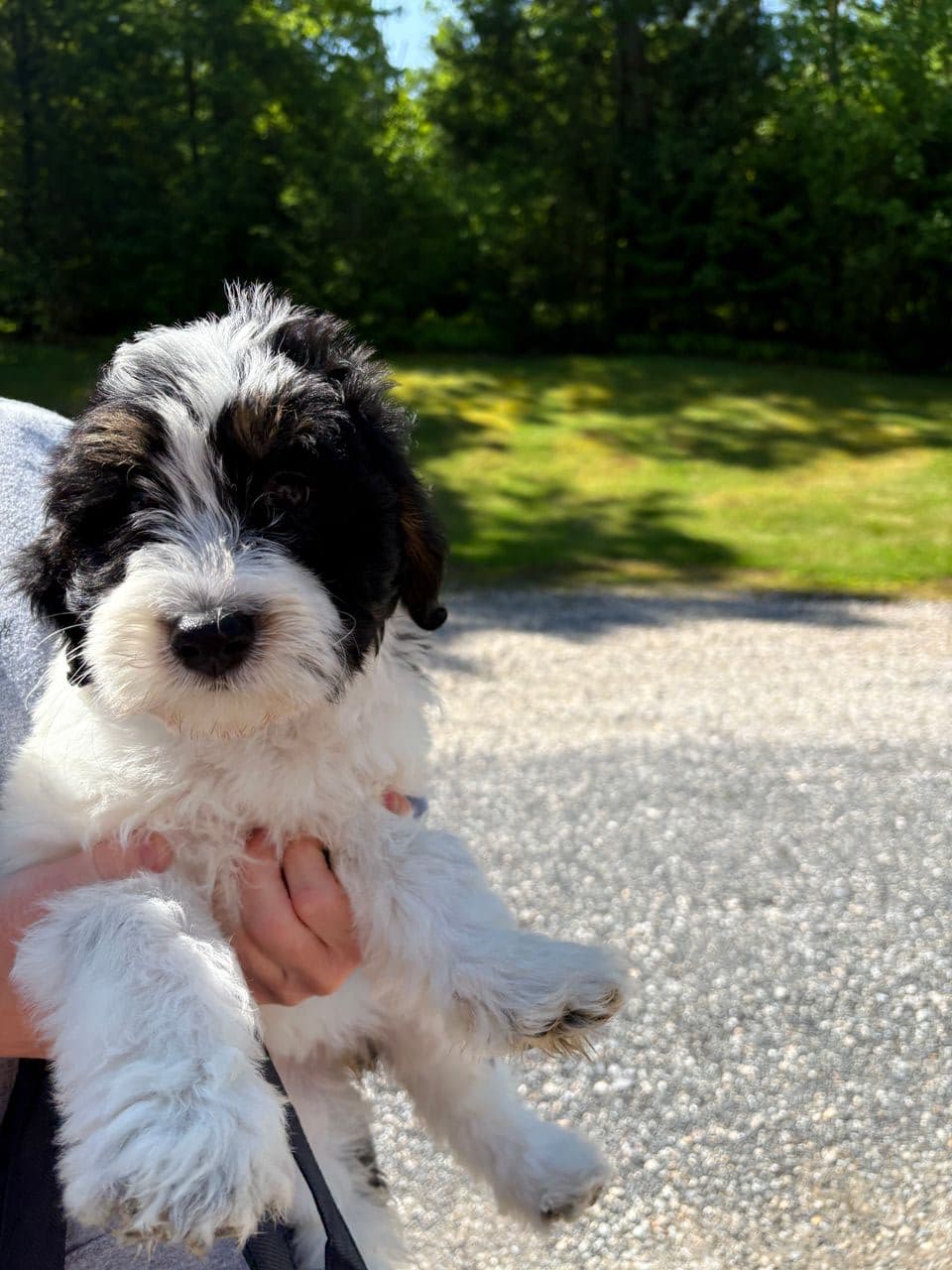 Pet travel photo 4