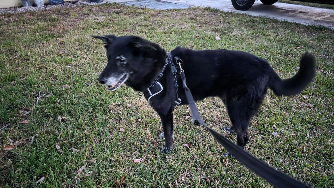Pet travel photo 5
