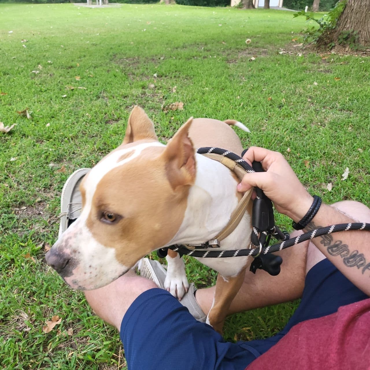Pet travel photo 5