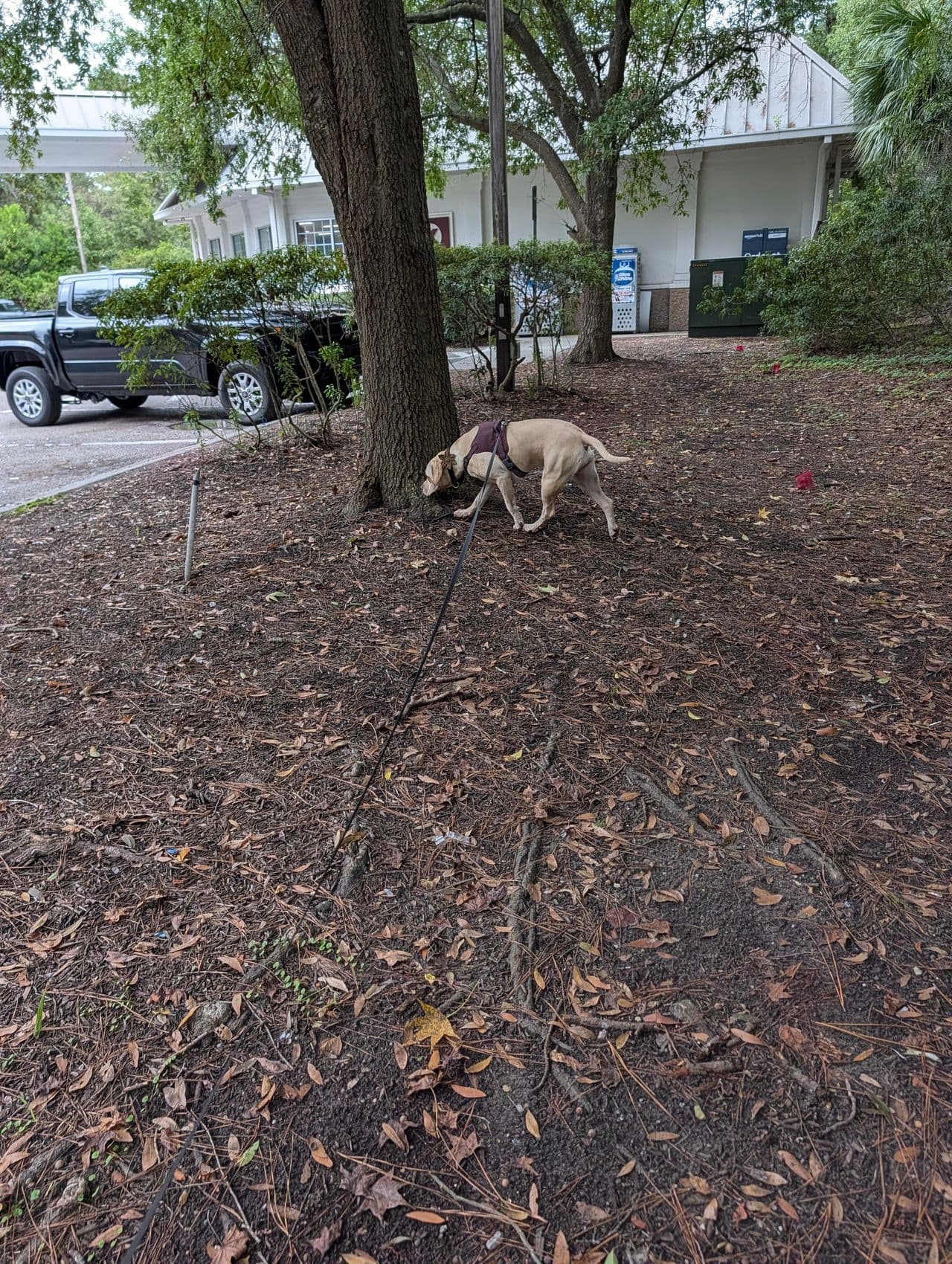 Pet travel photo 6