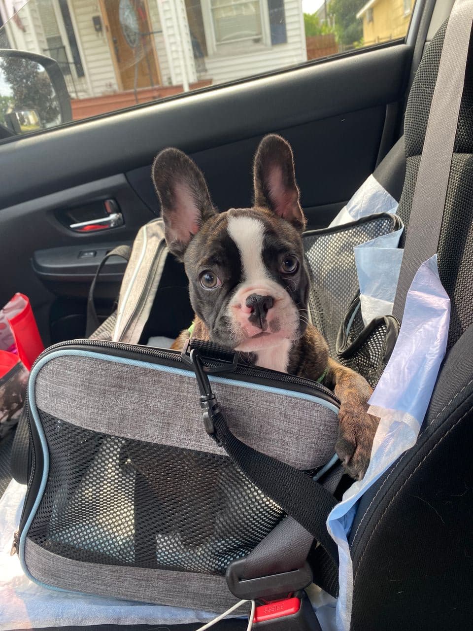Pet travel photo 3