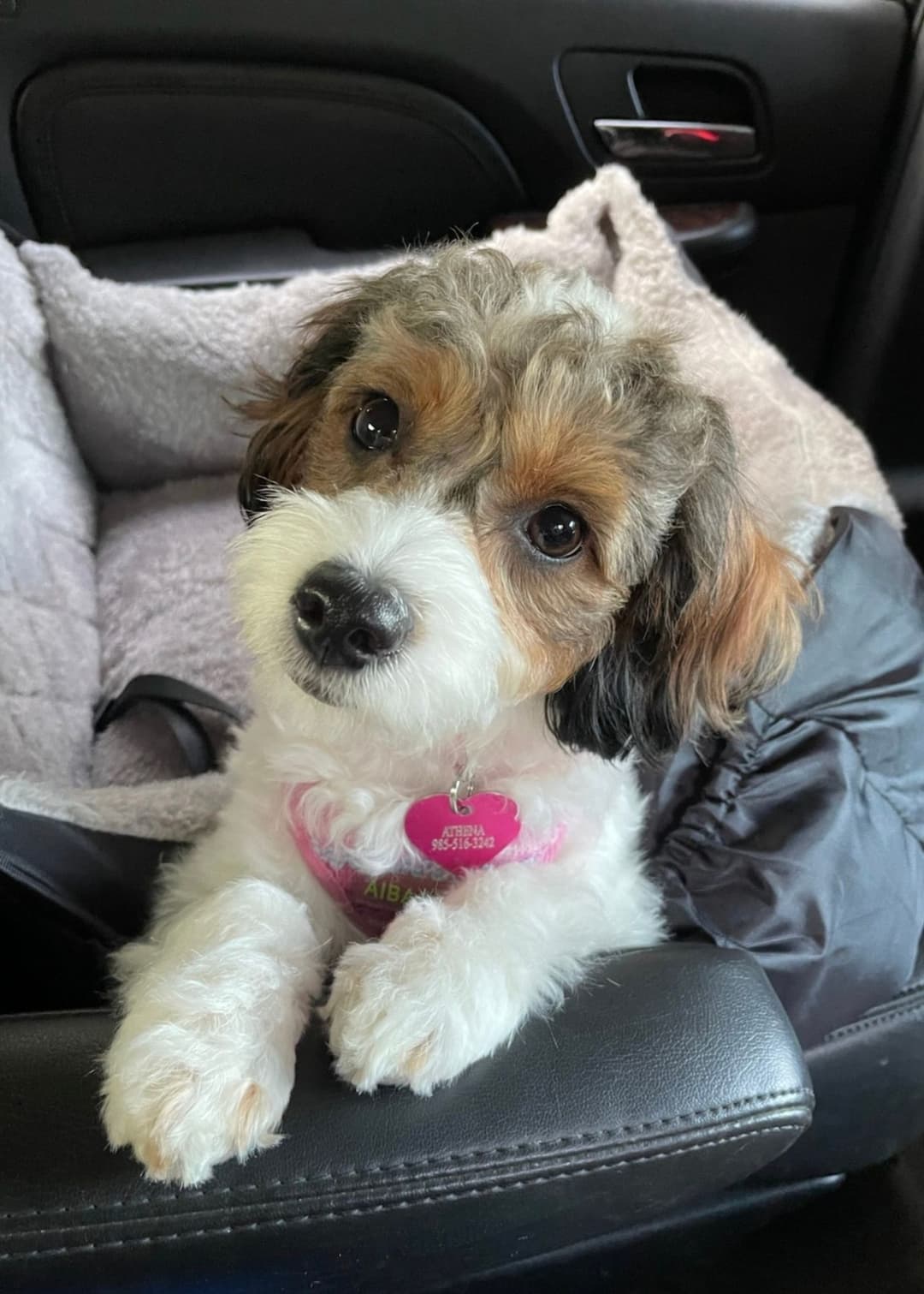 Furbaby travel